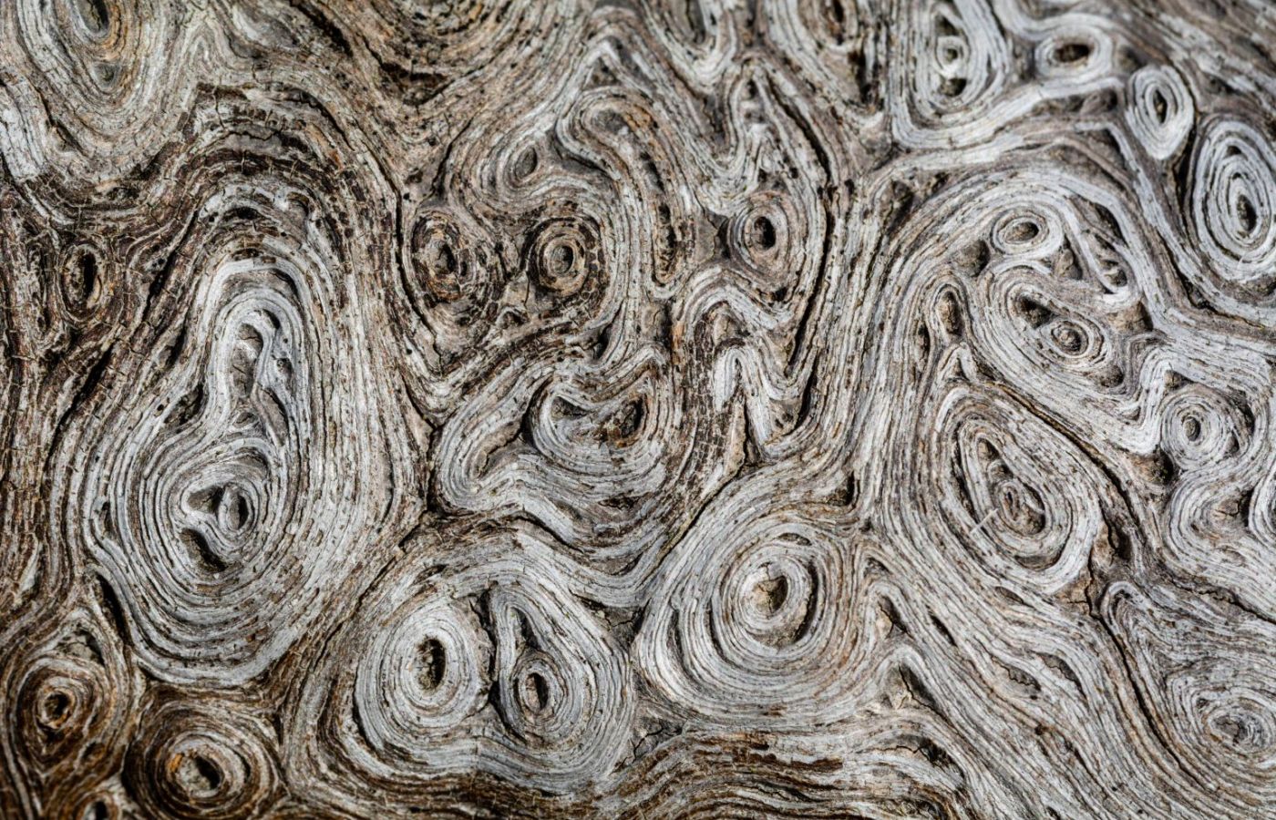 structure_macro_wood_d71_0710_free_image_1536x1024.jpg