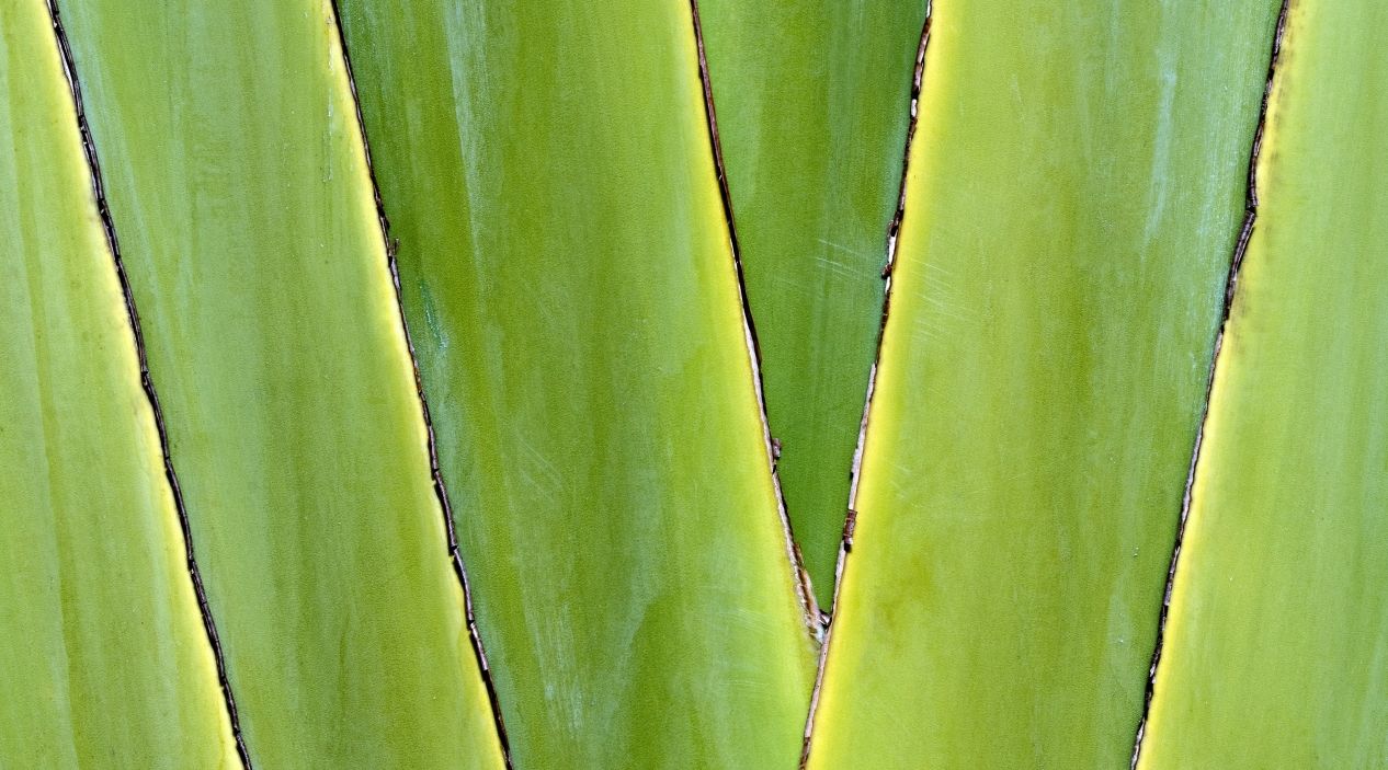 madagascar_2021.jpeg