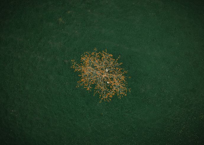 liban_arbre.jpeg